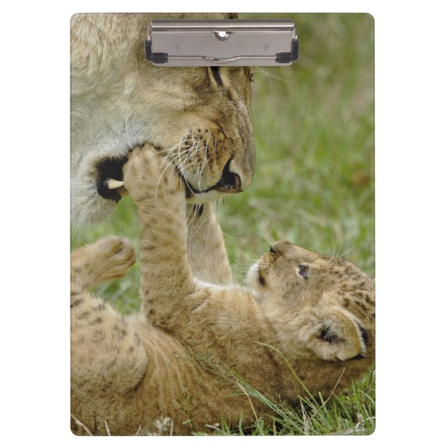 Carpeta De Pinza Cachorro de León Jugando (Anverso)