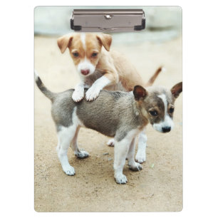Carpeta De Pinza Cachorros en la playa