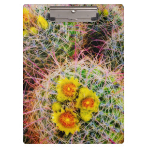Carpeta De Pinza Cactus de barril en primer plano, California