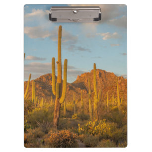 Carpeta De Pinza Cactus saguaro al atardecer, Arizona