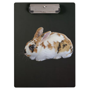 Carpeta De Pinza Calico Rabbit