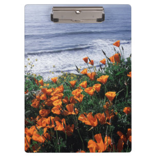 Carpeta De Pinza California, Costa de Big Sur, Amapola de Californi