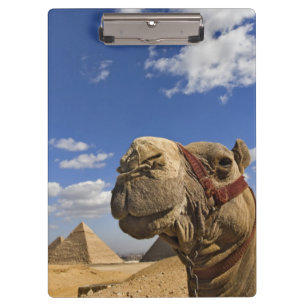 Carpeta De Pinza Camello delante de las pirámides de Giza, Egipto,