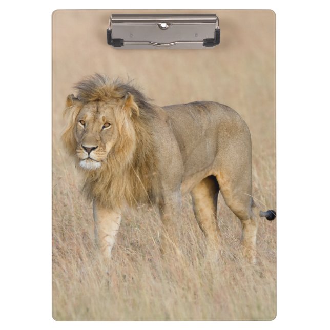 Carpeta De Pinza Caminata de leones (Anverso)