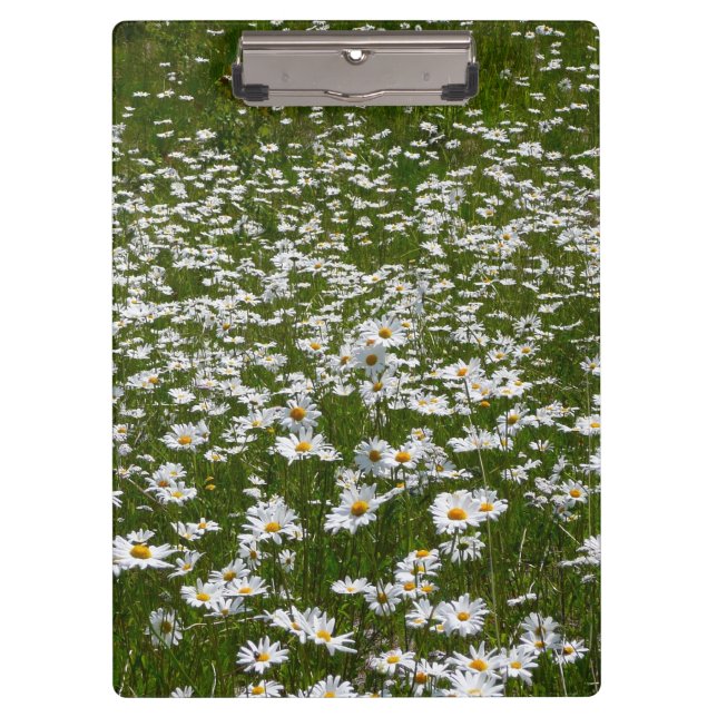 Carpeta De Pinza Campo de flores silvestres de Daisies Alaskan (Anverso)