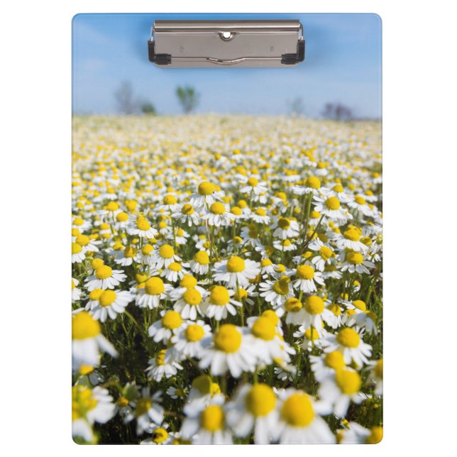 Carpeta De Pinza Campo de manzanilla, Hungría (Anverso)