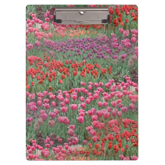 Carpeta De Pinza Campo De Tulipanes (Anverso)