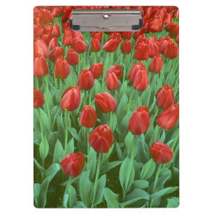 Carpeta De Pinza Campo de tulipanes florece en primavera.