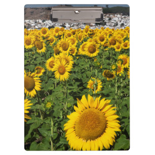 Carpeta De Pinza Campos de girasoles, pueblo de la colina blanca de