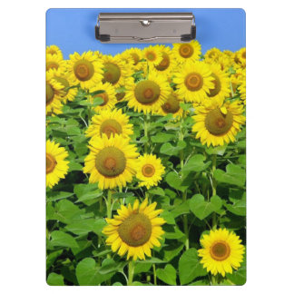 Carpeta De Pinza Campos del girasol