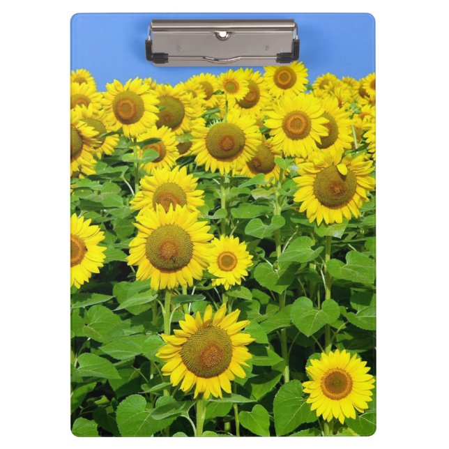 Carpeta De Pinza Campos del girasol (Anverso)
