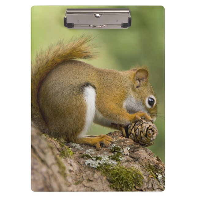 Carpeta De Pinza Canadá, Nueva Escocia, Halifax. Jardines públicos, (Anverso)