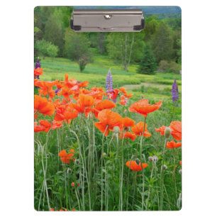 Carpeta De Pinza Canadá, Nuevo Brunswick, . Paisaje