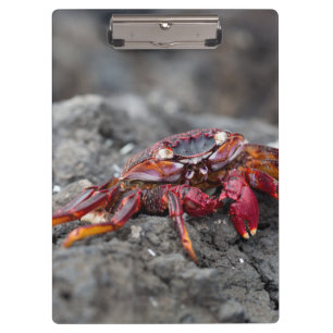 Carpeta De Pinza Cangrejo de roca roja