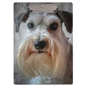 Carpeta De Pinza Cara del perro Schnauzer