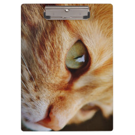 Carpeta De Pinza Cara determinada de un gato jengibre