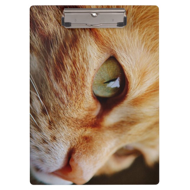 Carpeta De Pinza Cara determinada de un gato jengibre (Anverso)