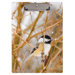 Carpeta De Pinza Carbonero Capiblanco - Fotografía Original