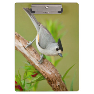 Carpeta De Pinza Carbonero Crestinegro