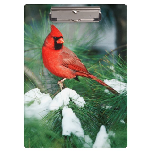 Carpeta De Pinza Cardenal norte varón en el árbol, IL (Anverso)