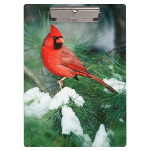 Carpeta De Pinza Cardenal norteño macho en árbol, IL