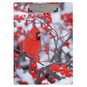 Carpeta De Pinza Cardenal norteño macho, Invierno, IL