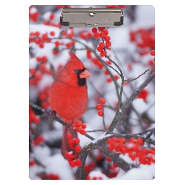 Carpeta De Pinza Cardenal norteño macho, Invierno, IL (Anverso)