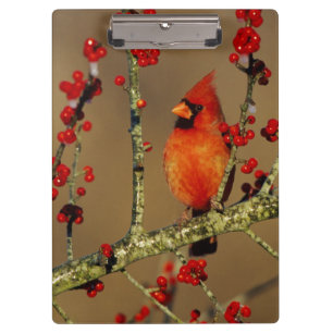 Carpeta De Pinza Cardenal norteño macho posado, IL