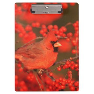 Carpeta De Pinza Cardenal rojo del norte macho, IL