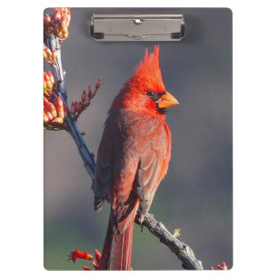 Carpeta De Pinza Cardinal