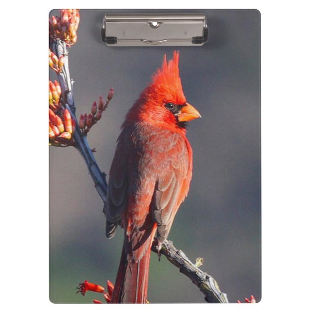 Carpeta De Pinza Cardinal (Anverso)