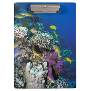 Carpeta De Pinza Cardumen de Salmonetes alrededor de un pequeño cor