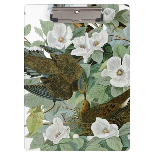 Carpeta De Pinza Carolina Pigeon Audubon Morning Dove (Anverso)