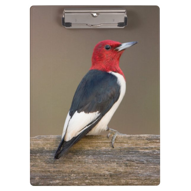 Carpeta De Pinza Carpintero de cabeza roja en cerca (Anverso)
