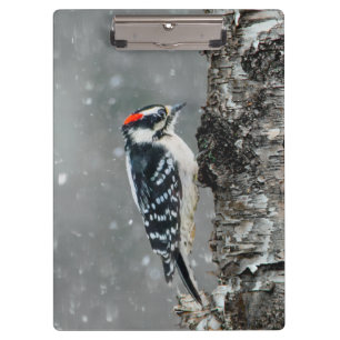 Carpeta De Pinza Carpintero lechoso en nieve - Fotografía original