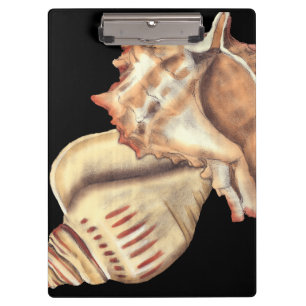 Carpeta De Pinza Cáscaras artísticas de la concha