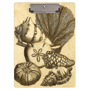 Carpeta De Pinza Cáscaras neutrales y colección coralina