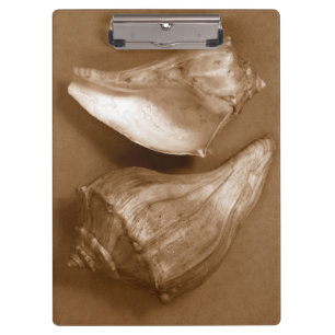 Carpeta De Pinza Cáscaras sensuales