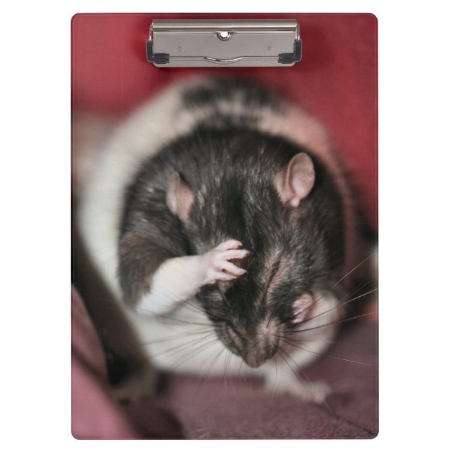 Carpeta De Pinza Cefalea (Anverso)