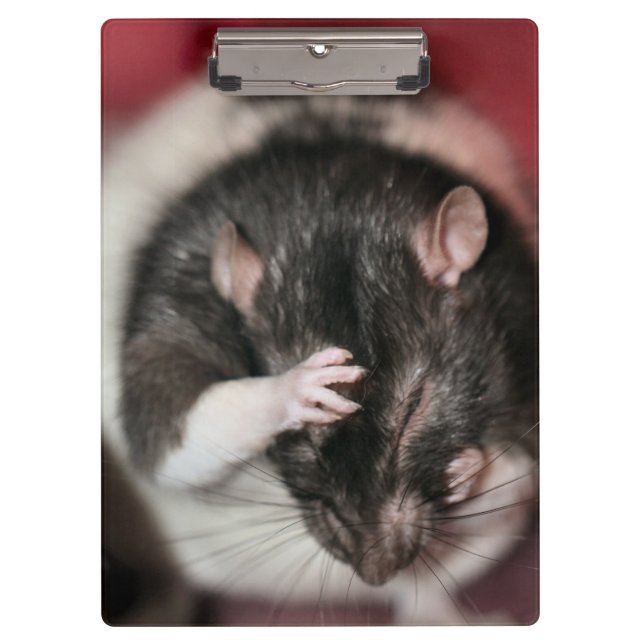 Carpeta De Pinza Cefalea (Anverso)