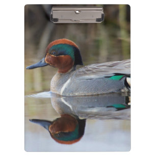 Carpeta De Pinza Cerceta Aliazul