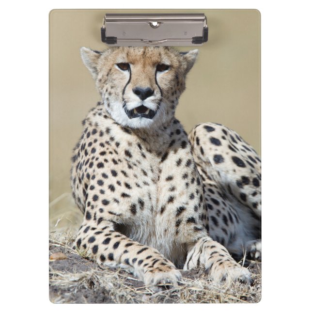 Carpeta De Pinza Cheetah (Anverso)