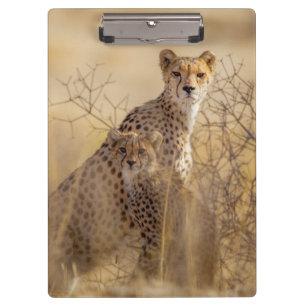 Carpeta De Pinza Cheetahs
