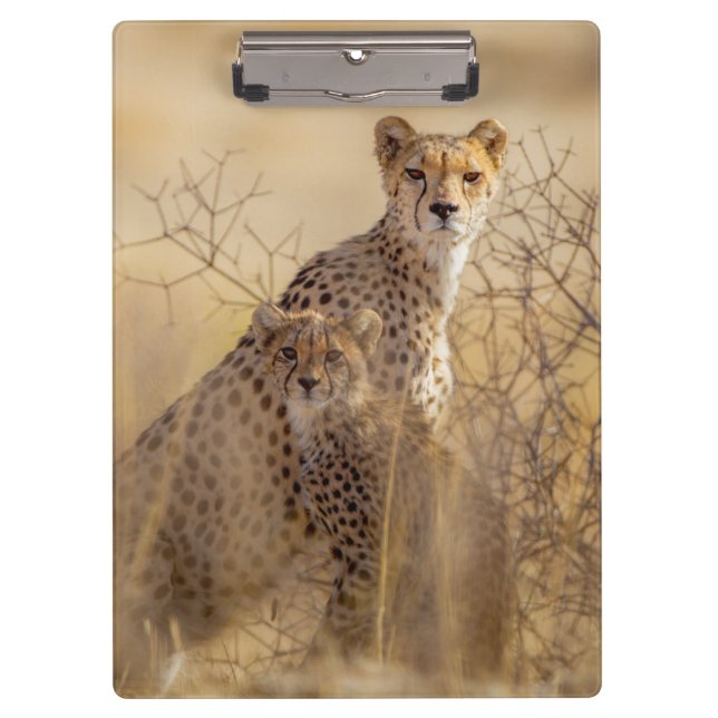 Carpeta De Pinza Cheetahs (Anverso)