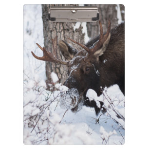 Carpeta De Pinza Chilly Moose