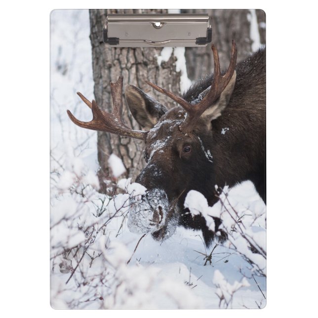 Carpeta De Pinza Chilly Moose (Anverso)