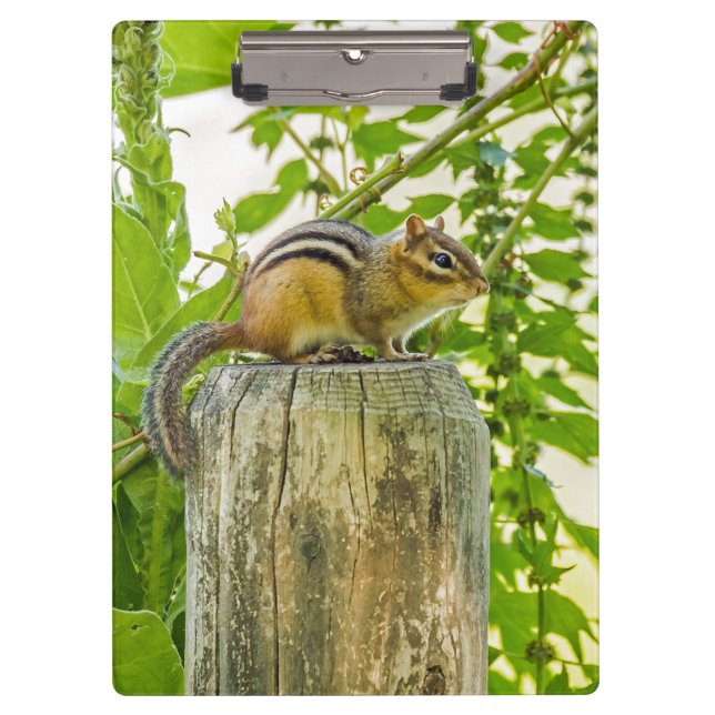 Carpeta De Pinza Chipmunk en un post sobre la cerca (Anverso)