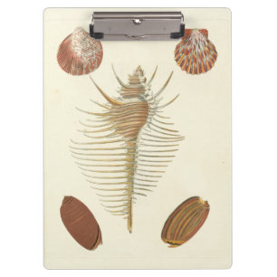 Carpeta De Pinza Cinco de Seashells buenos