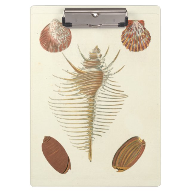 Carpeta De Pinza Cinco de una especie de conchas marinas (Anverso)