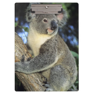 Carpeta De Pinza Cinereus de la koala, del Phascolarctos),